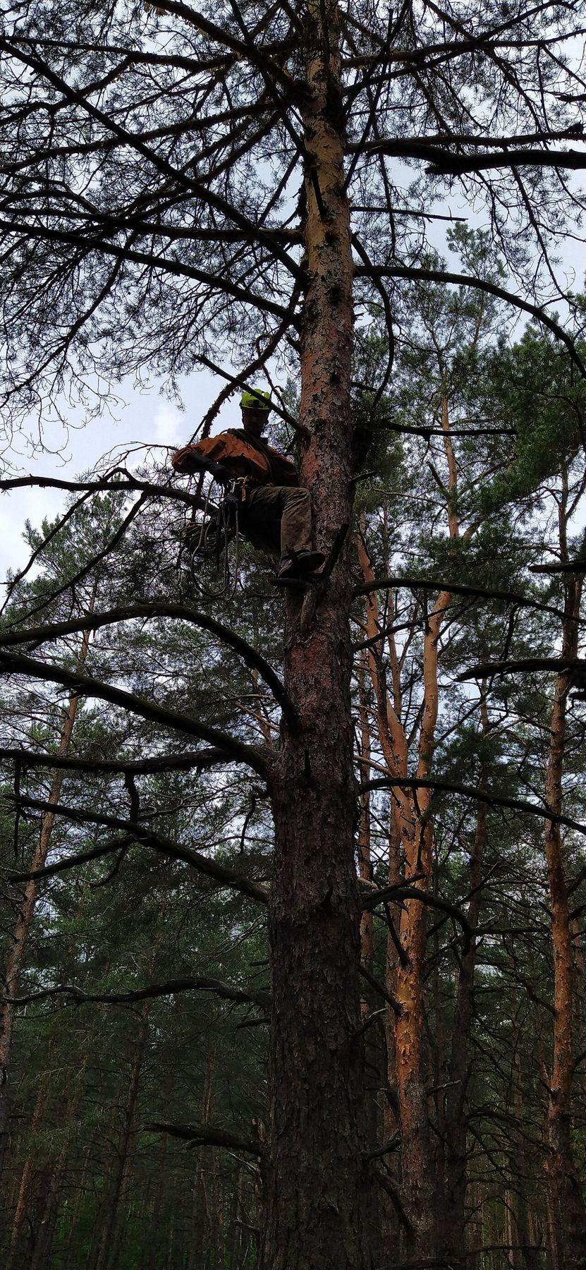 Élagueur grimpeur encordé en haut d'un pin