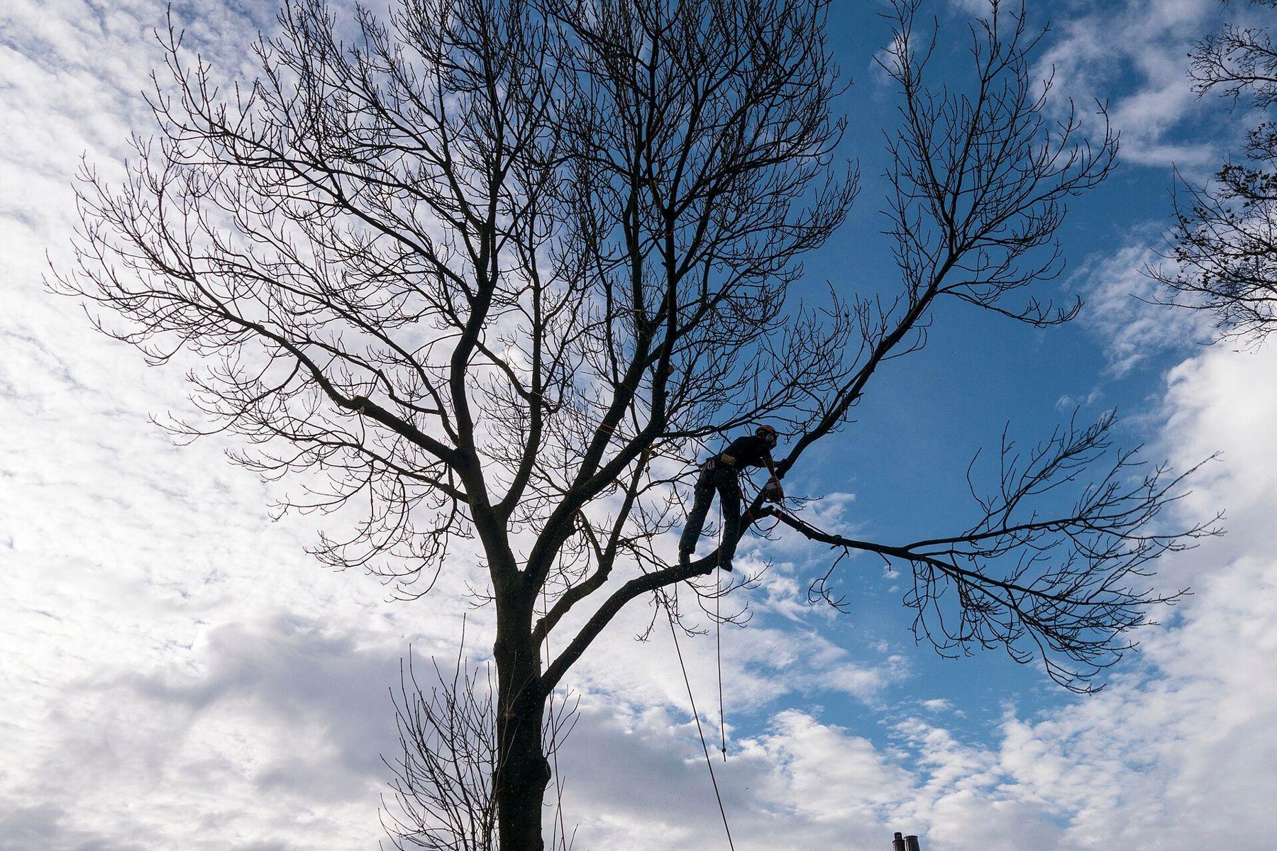 Élagueur suspendu dans les branches d'un grand arbre